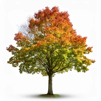 Autumn Maple Tree Isolated On White Background
