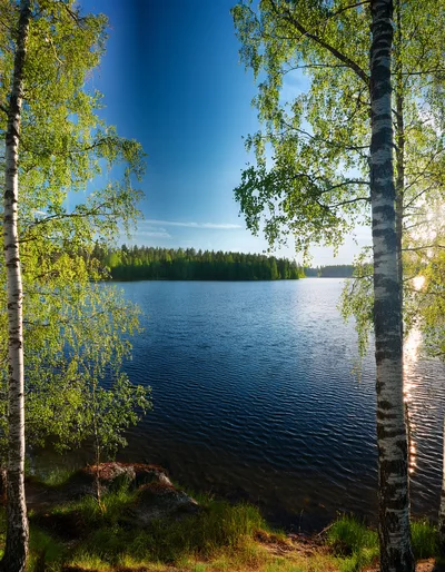 Birch Trees Framing A Serene Finnish Lake Landscape