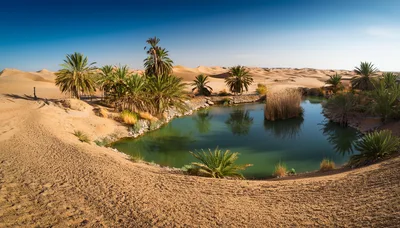 Oasis With Palm Trees In The Sahara Desert