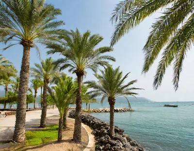 Palm Trees Along The Rocky Shoreline Of The Sea