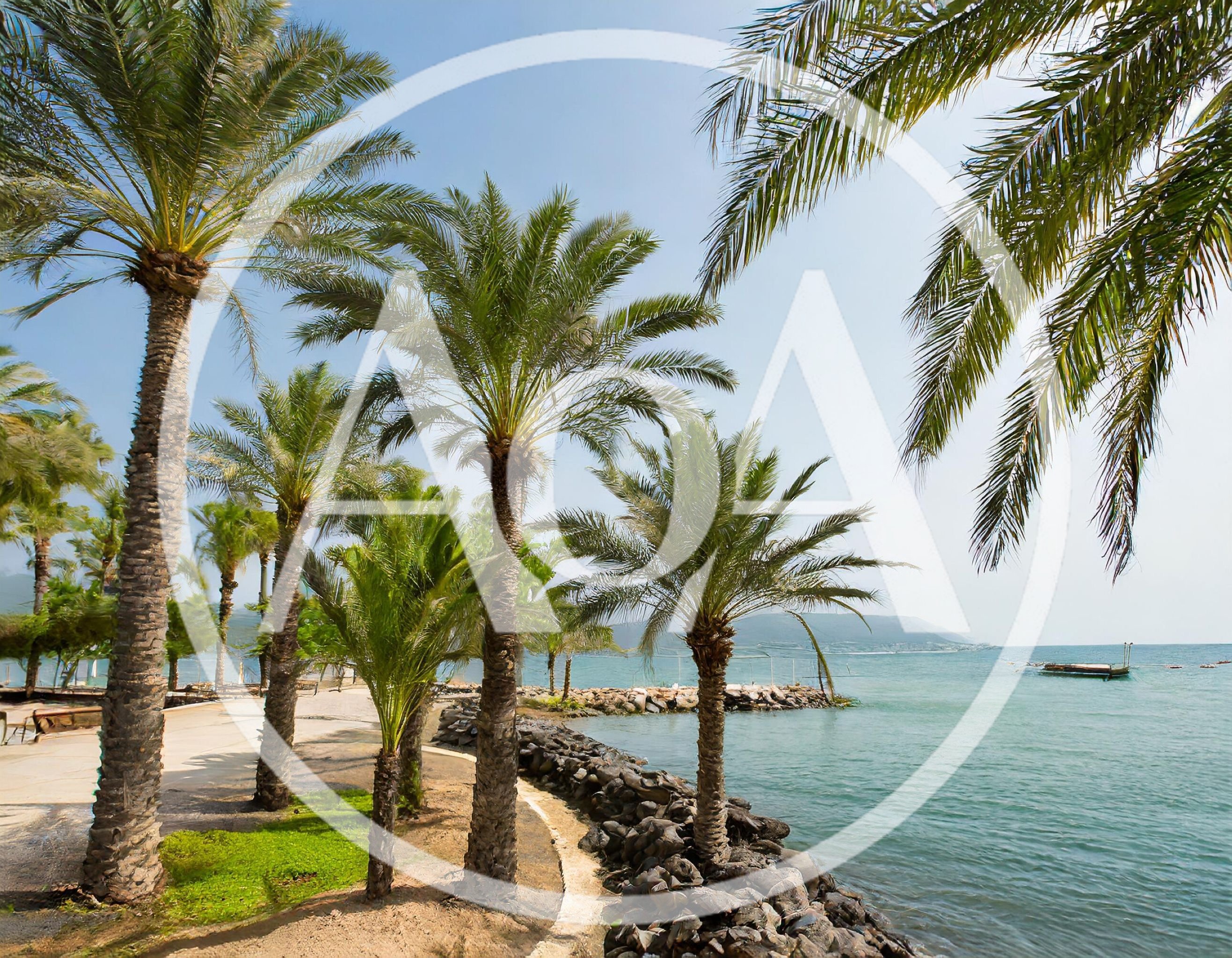 Palm Trees Along The Rocky Shoreline Of The Sea