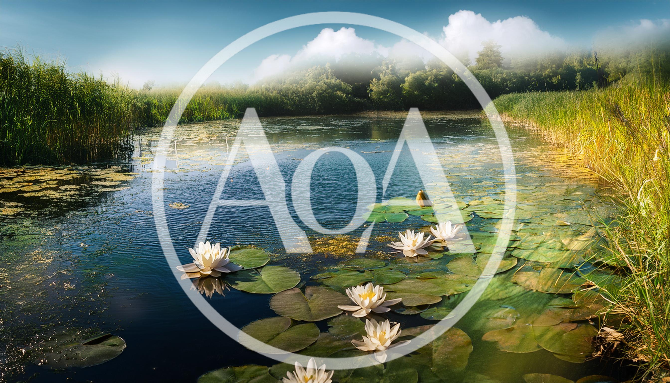 White Water Lilies Blooming on a Calm Pond