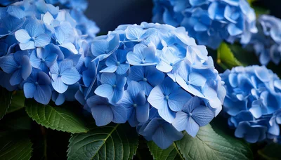 Vibrant Blue Hydrangea Flowers In Full Bloom