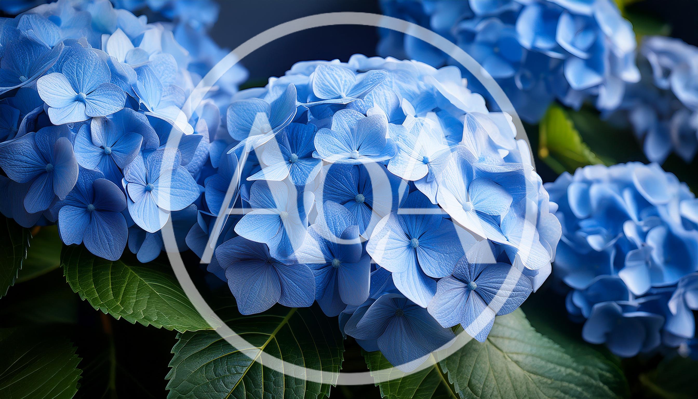Vibrant Blue Hydrangea Flowers In Full Bloom
