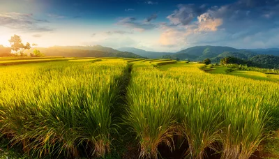 Golden Rice Terraces at Sunset in Northern Thailand