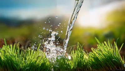 Water Pouring Onto Fresh Green Grass Blades
