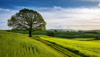 Solitary Oak Tree In A Rolling Green Meadow