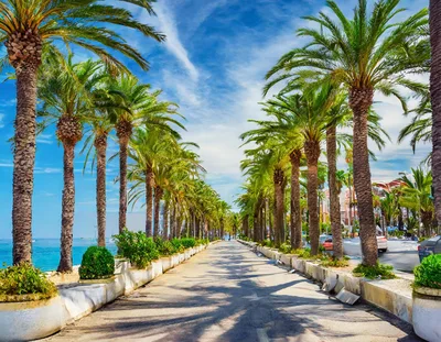 Palm Tree Lined Promenade Along The Mediterranean Sea