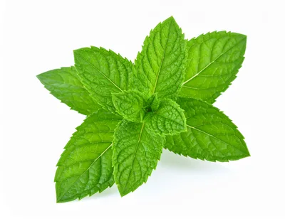 Fresh Green Mint Leaves Isolated On White Background