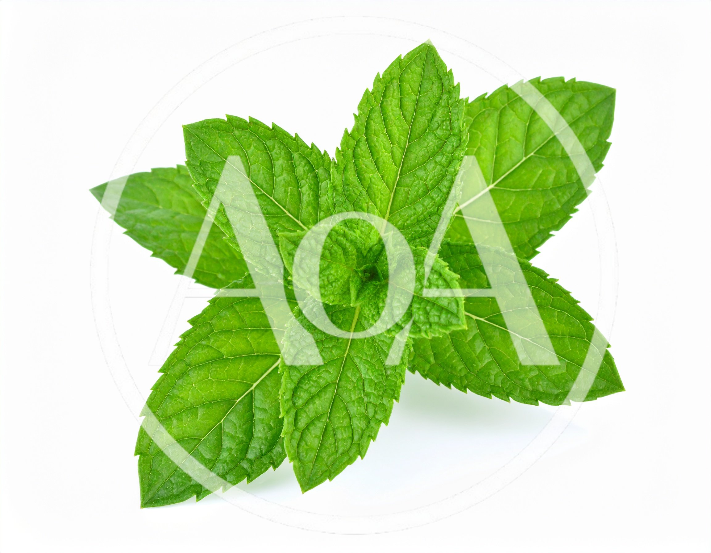 Fresh Green Mint Leaves Isolated On White Background