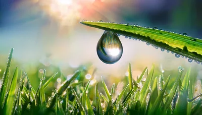 Dew Drop Hanging From A Blade Of Grass