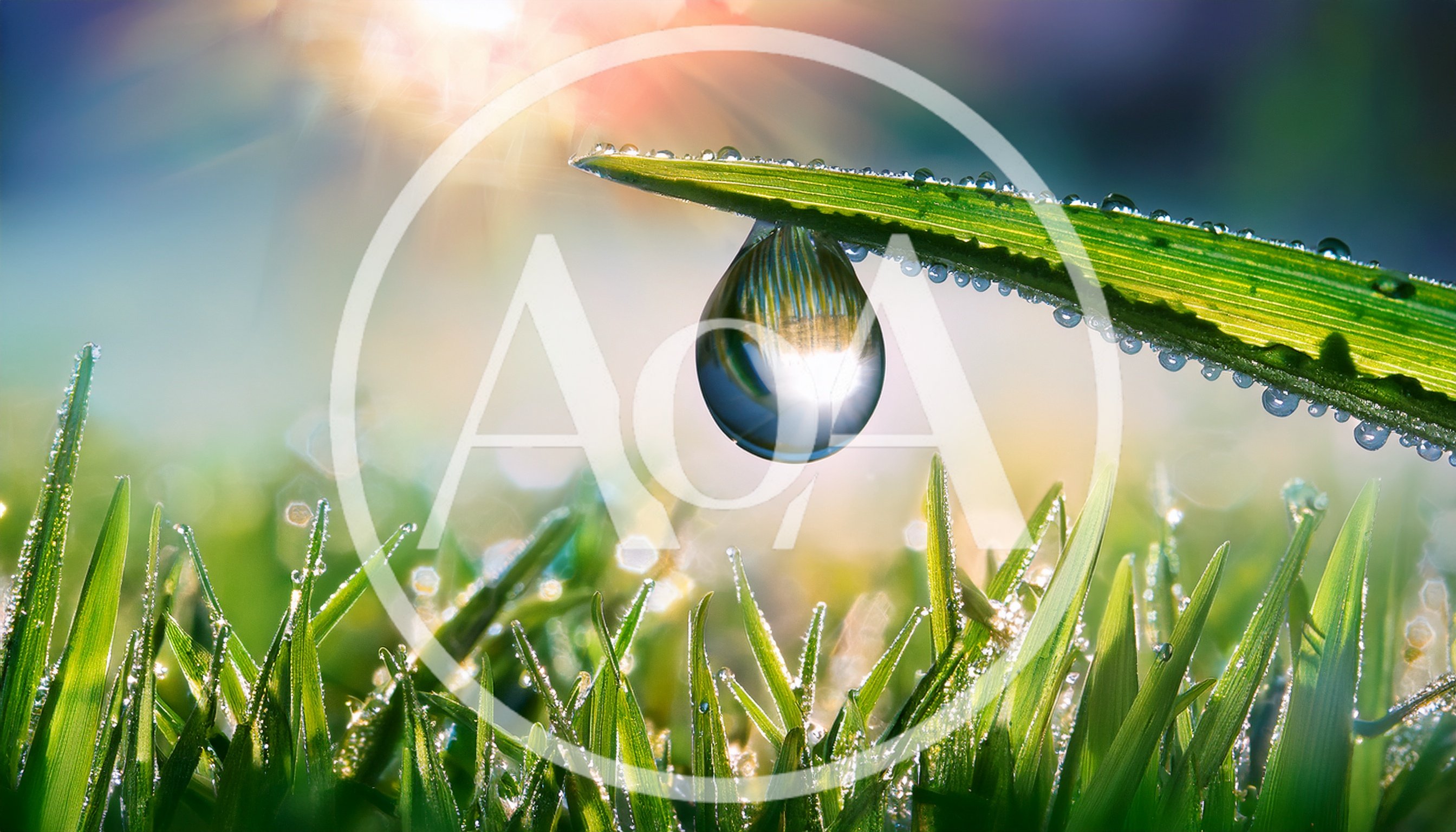 Dew Drop Hanging From A Blade Of Grass