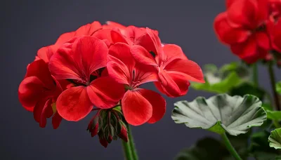 Vibrant Red Geranium Flowers in Full Bloom