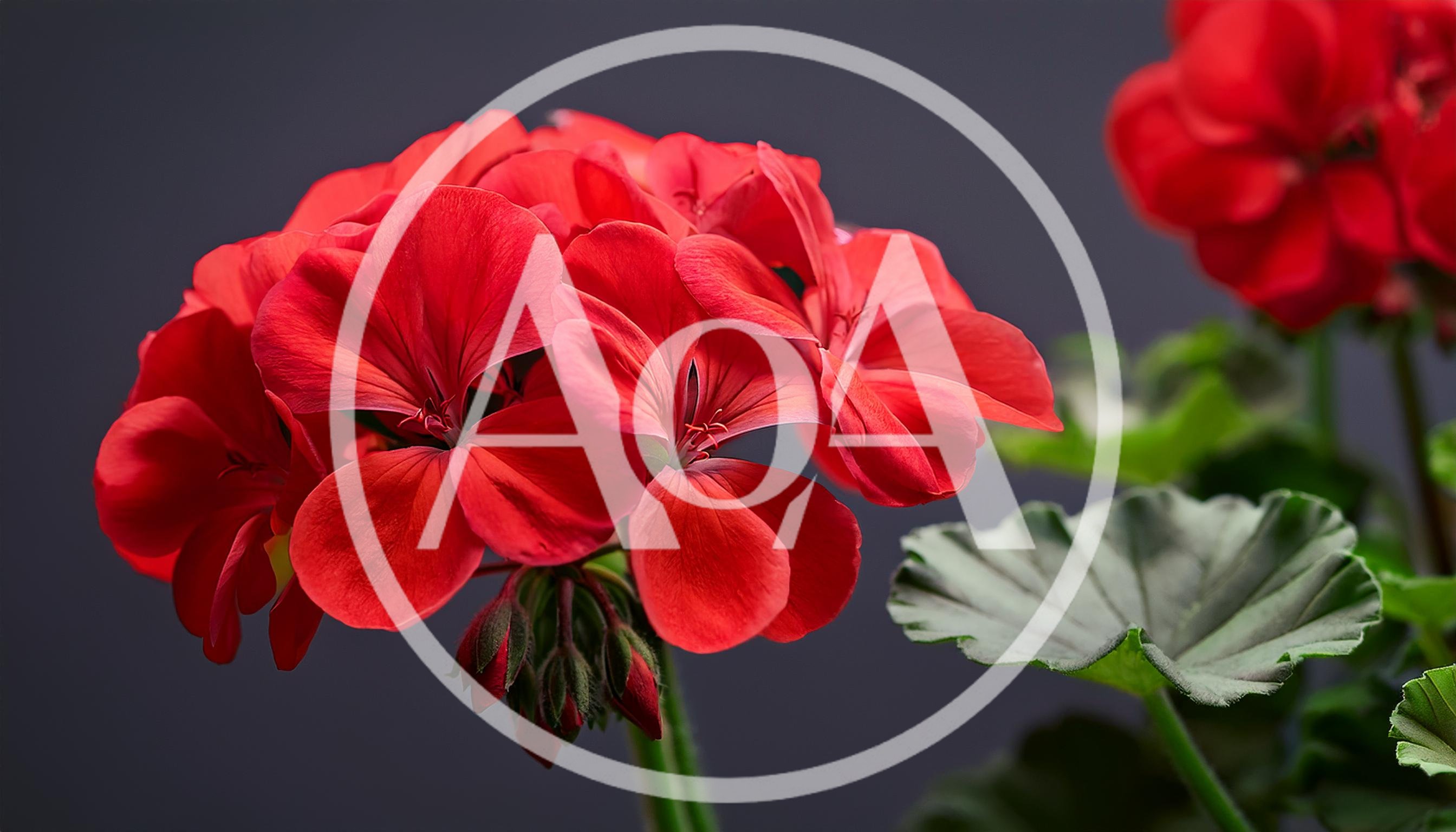 Vibrant Red Geranium Flowers in Full Bloom