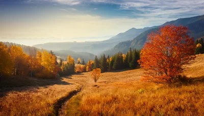Autumn Landscape With Vibrant Orange Tree And Mountain Trail