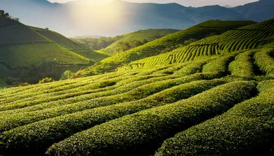 Lush Green Tea Plantation Hills At Sunrise