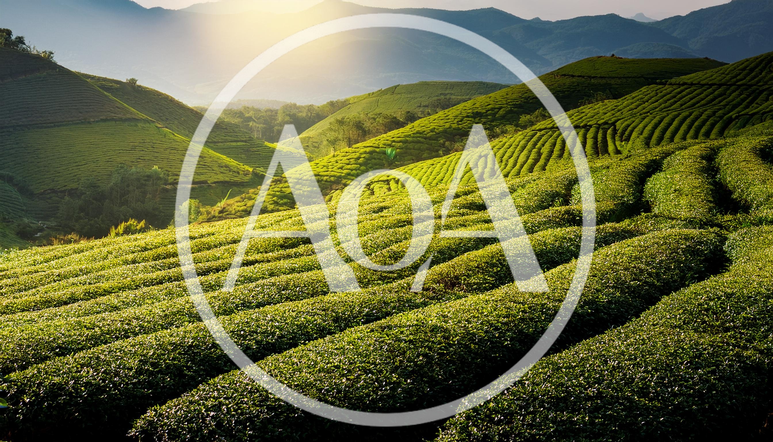 Lush Green Tea Plantation Hills At Sunrise