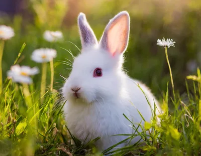 Adorable White Rabbit Sitting In A Grassy Meadow