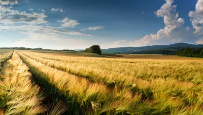 Golden Wheat Field Under A Dramatic Blue Sky
