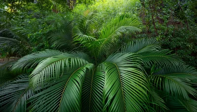 Lush Green Cycad Plant In Tropical Forest