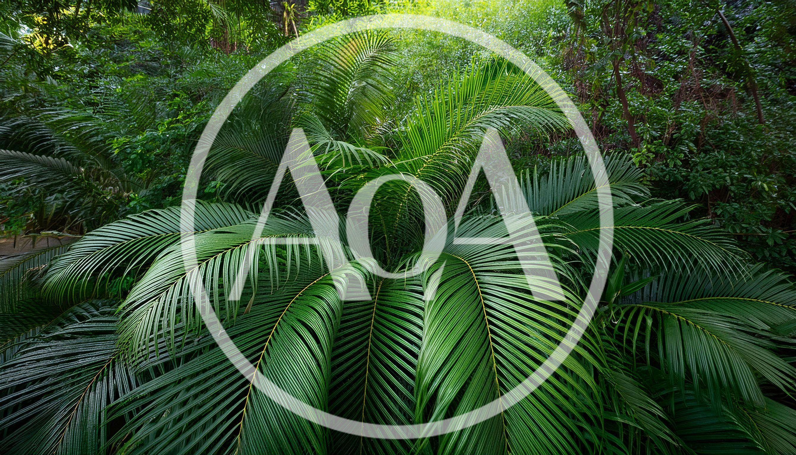 Lush Green Cycad Plant In Tropical Forest