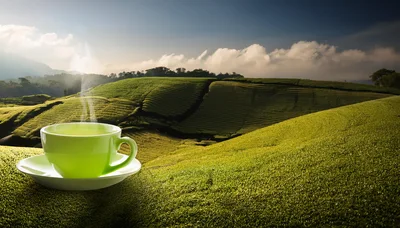 Steaming Green Tea Cup On Lush Tea Plantation Hill