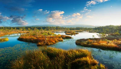 Scenic Wetland Landscape With Golden Grass And Calm Water