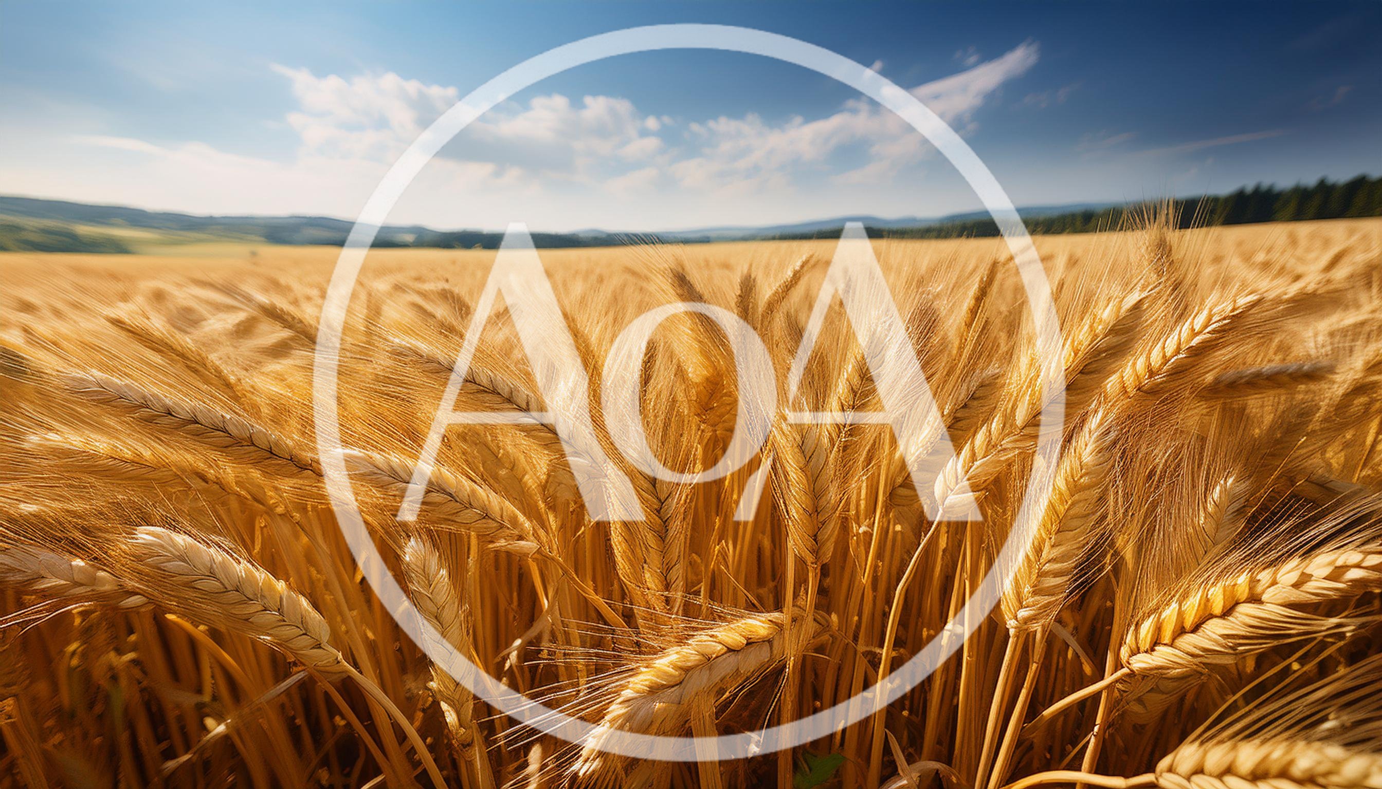 Golden Wheat Field Under A Bright Blue Sky