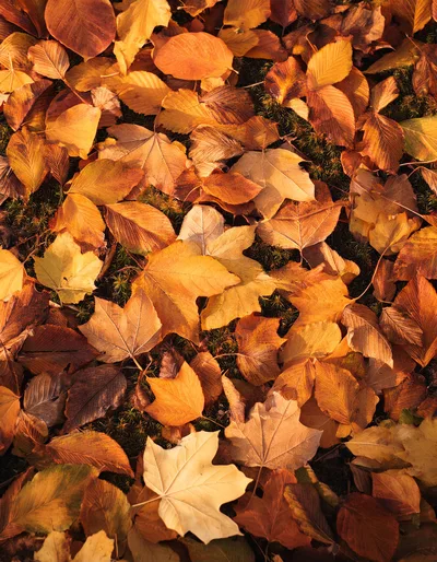 Autumn Leaves Covering The Forest Floor