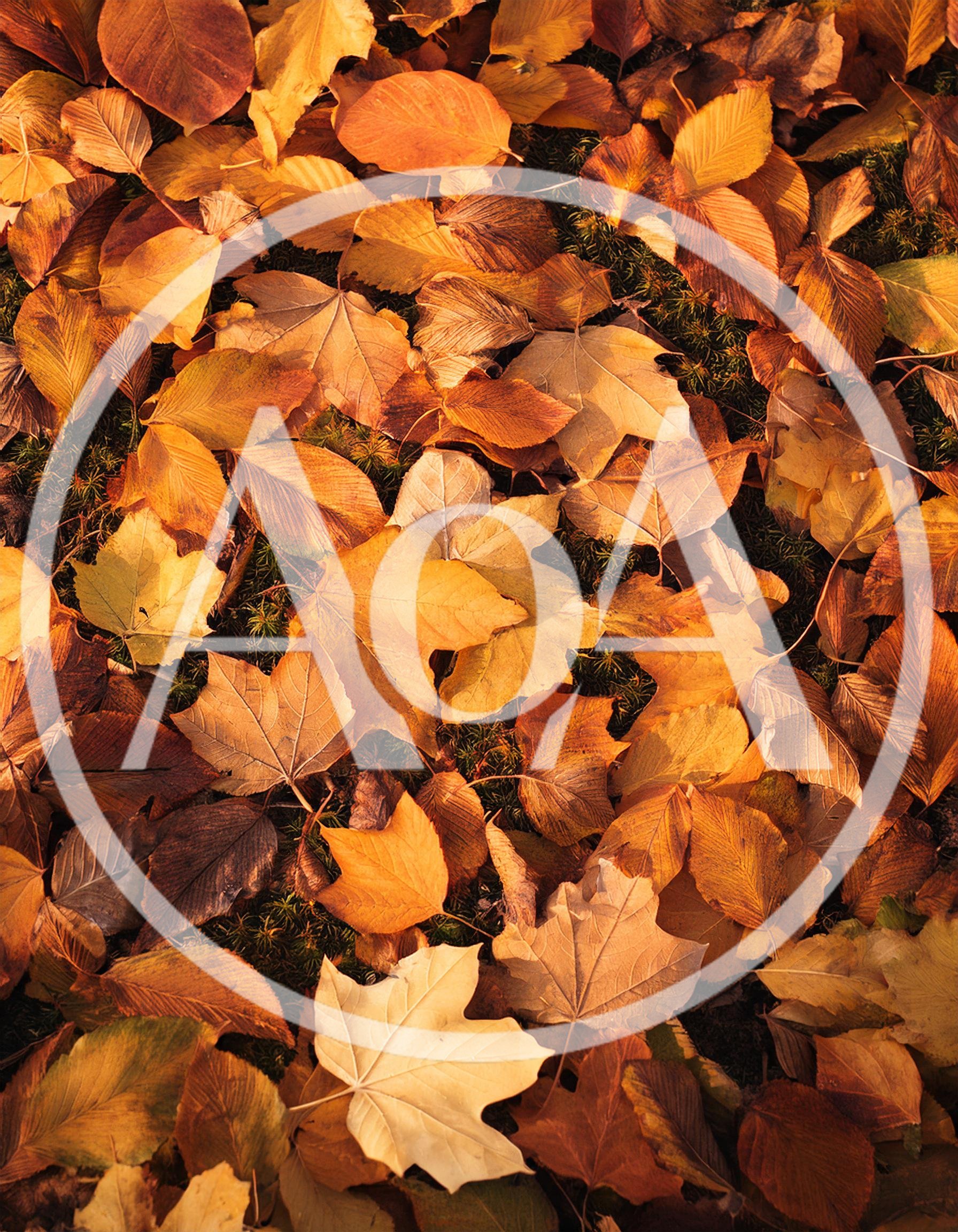 Autumn Leaves Covering The Forest Floor