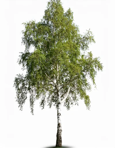 Single Silver Birch Tree Isolated On White Background