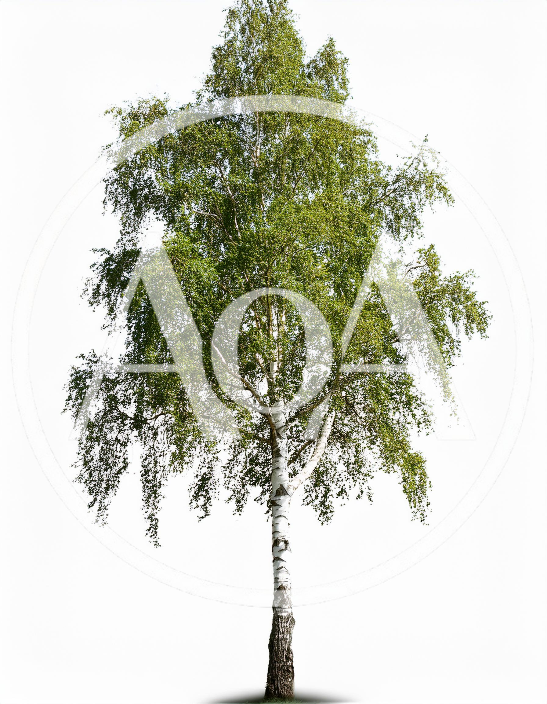 Single Silver Birch Tree Isolated On White Background