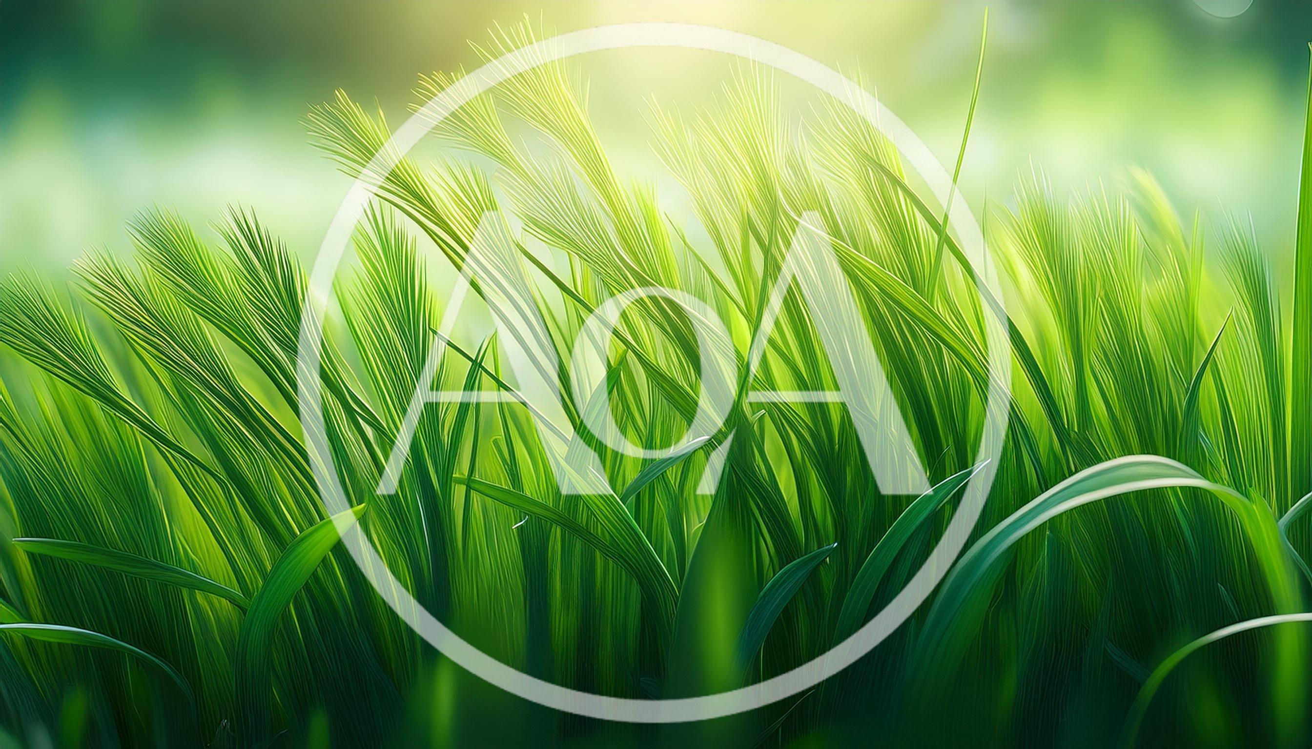 Lush Green Grass Blades Swaying In Sunlight