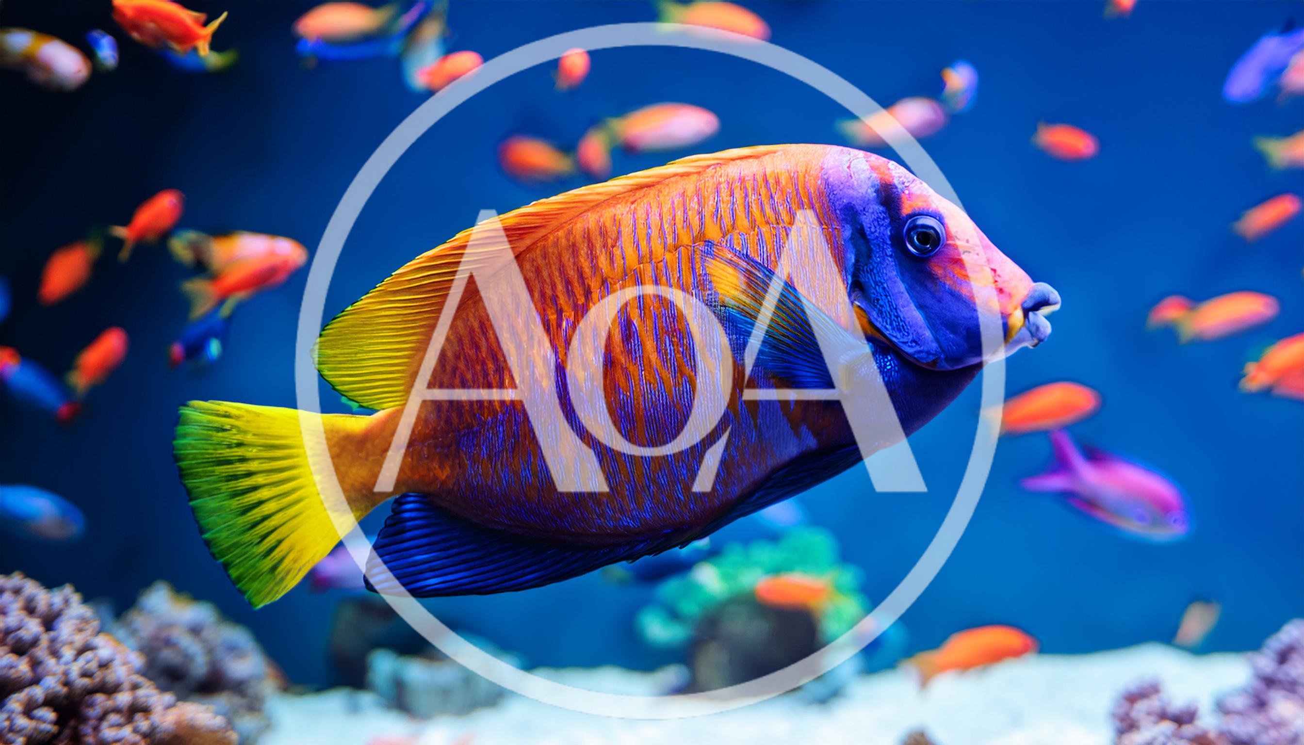 Harlequin Tuskfish Swimming in a Vibrant Coral Reef