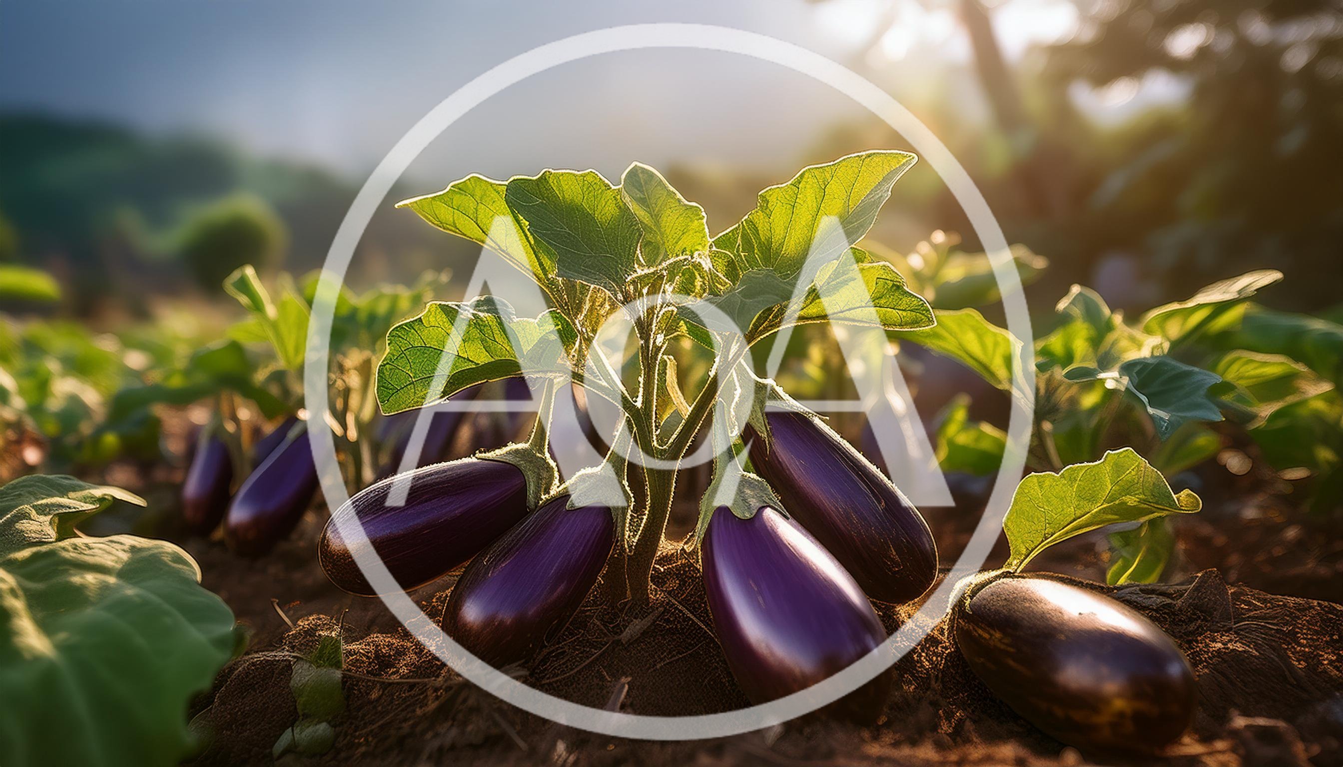 Fresh Eggplants Growing In A Sunny Garden