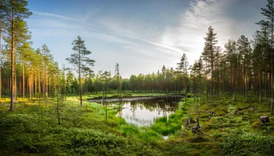 Serene Forest Pond Surrounded By Pine Trees