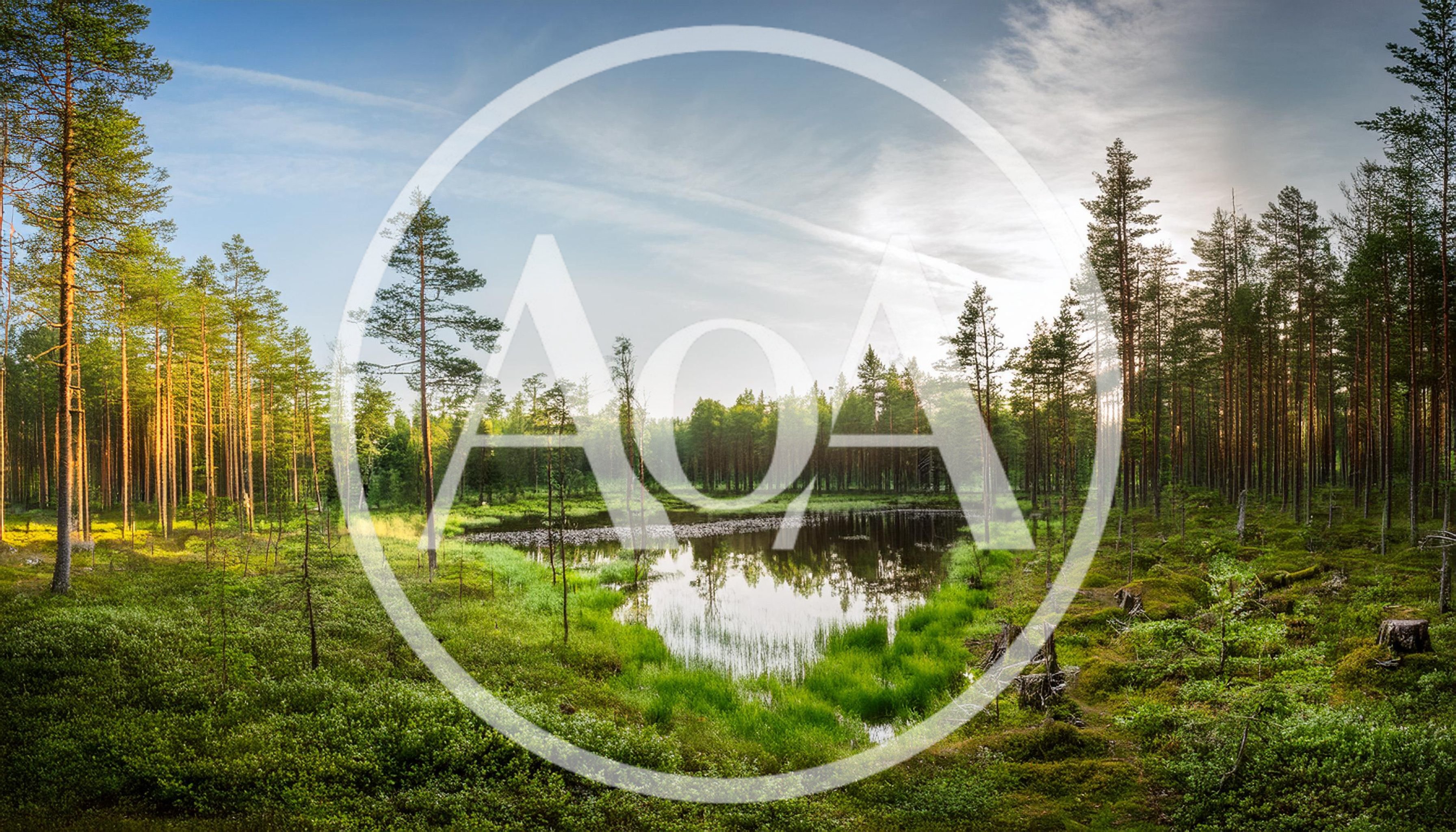 Serene Forest Pond Surrounded By Pine Trees
