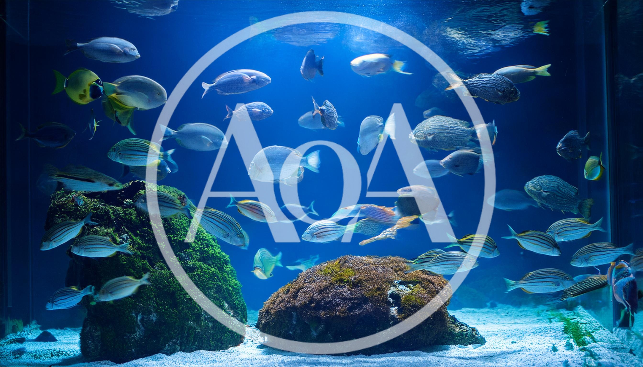 Diverse Tropical Fish Swimming Around Coral Reefs