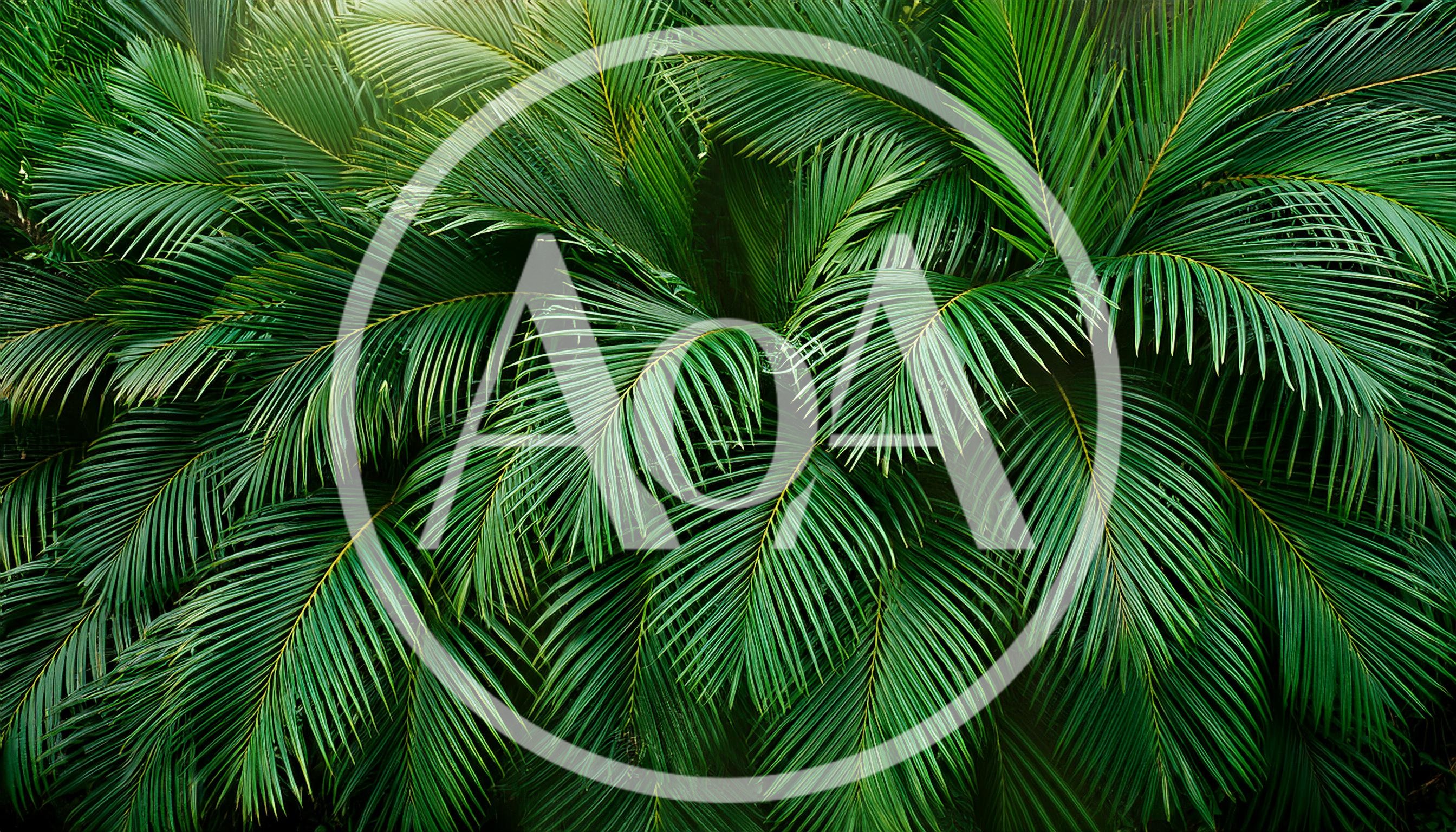 Lush Green Palm Fronds Background
