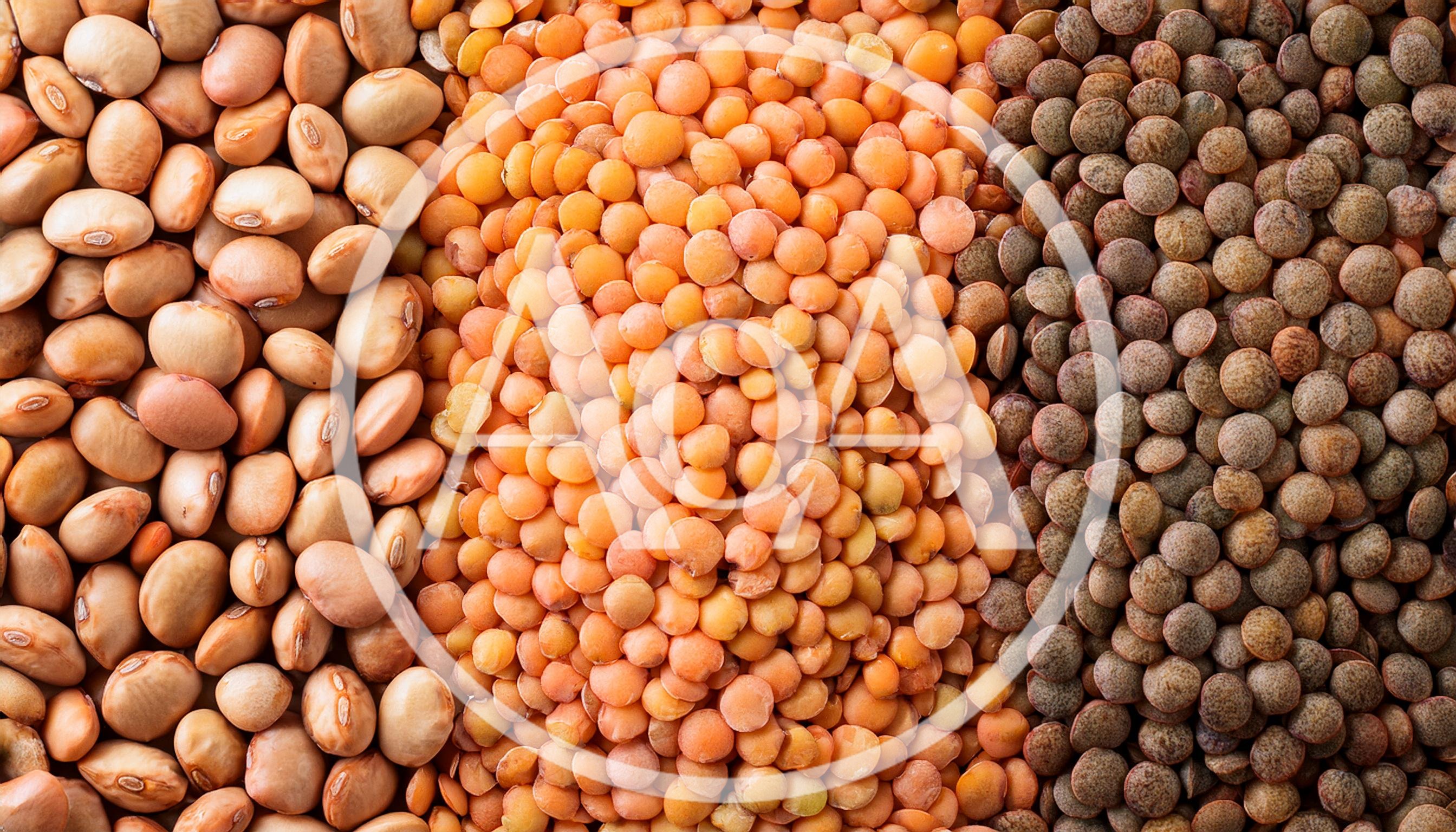 Three Varieties Of Dried Legumes And Lentils
