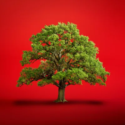Large Oak Tree Isolated On Solid Red Background
