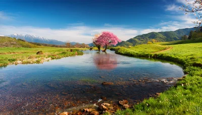 Pink Cherry Blossom Tree Standing In A Calm River