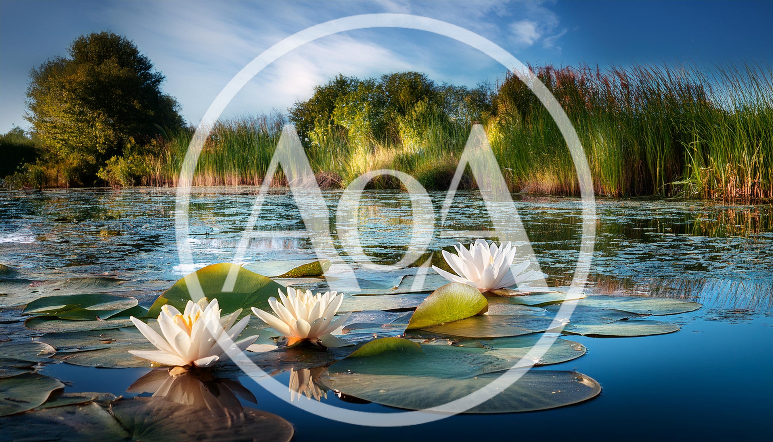 White Water Lilies Blooming On A Calm Pond