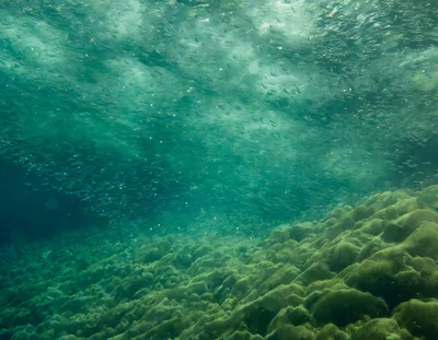 School Of Small Fish Swimming Over Coral Reef