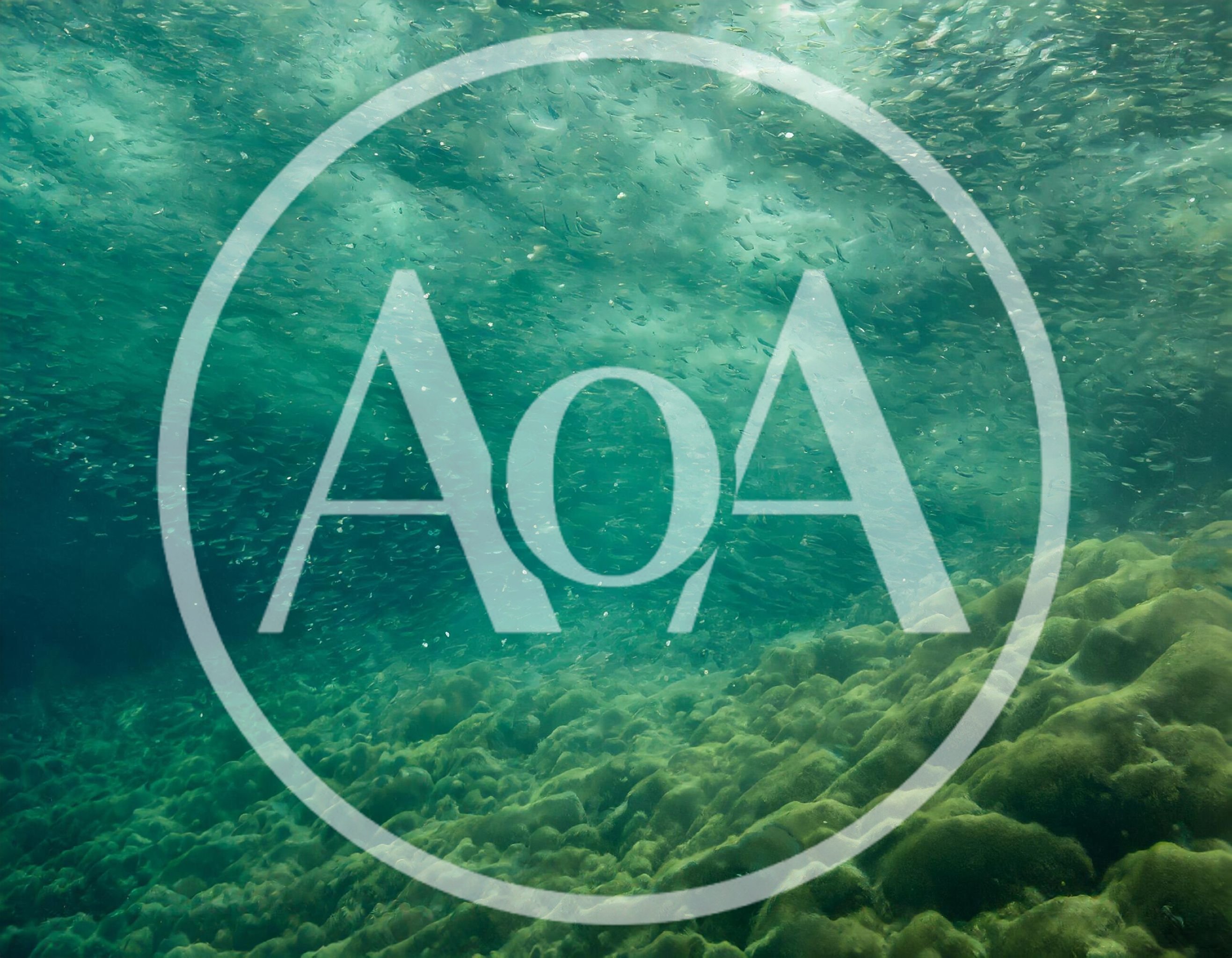 School Of Small Fish Swimming Over Coral Reef