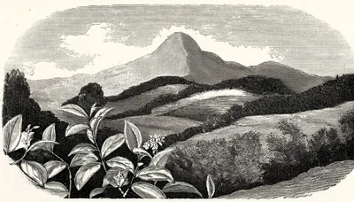 Vintage Engraving Of A Mountain Landscape With Foreground Foliage