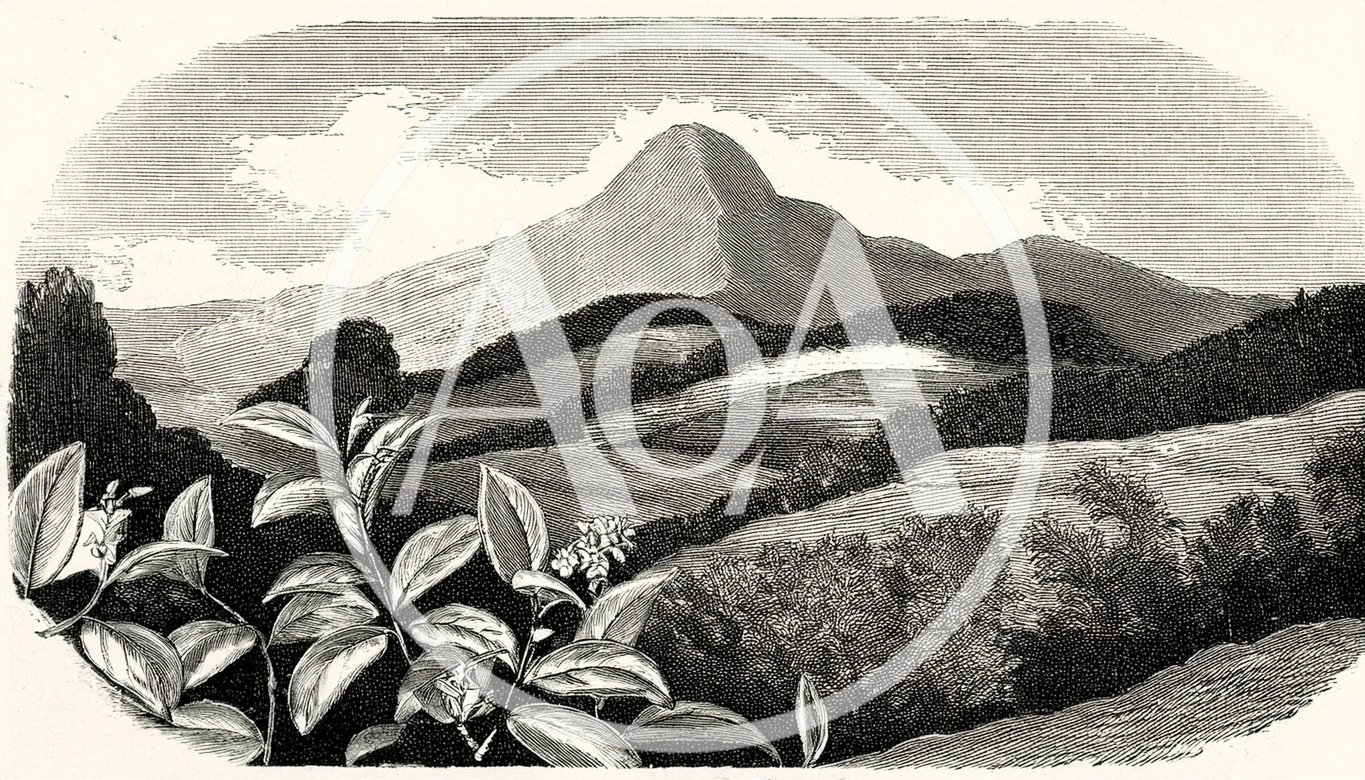 Vintage Engraving Of A Mountain Landscape With Foreground Foliage
