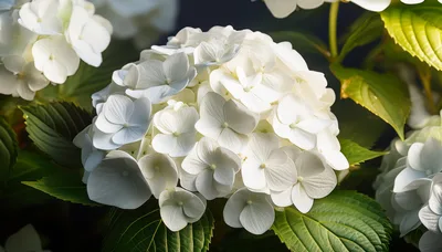 White Hydrangea Flower Cluster In Full Bloom