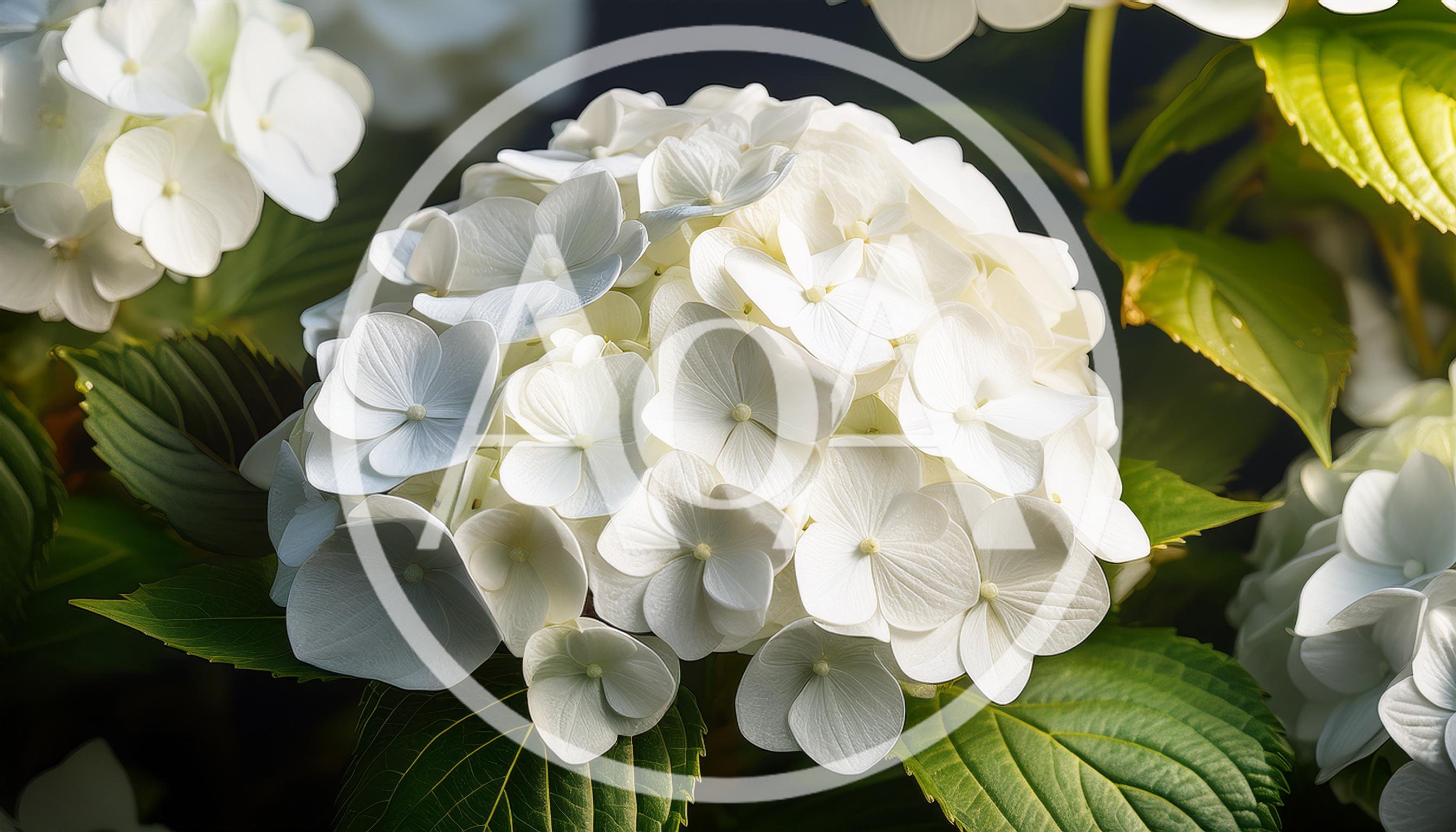 White Hydrangea Flower Cluster In Full Bloom