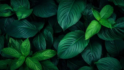 Lush Tropical Green Leaves Background